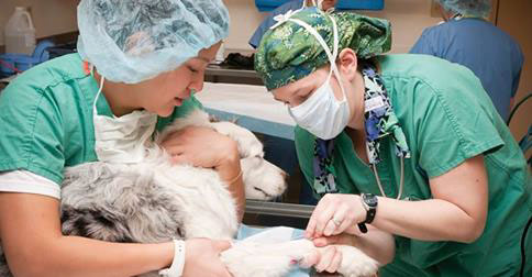 Anesthesia Dog Surgery