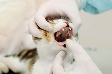 Cat Dental