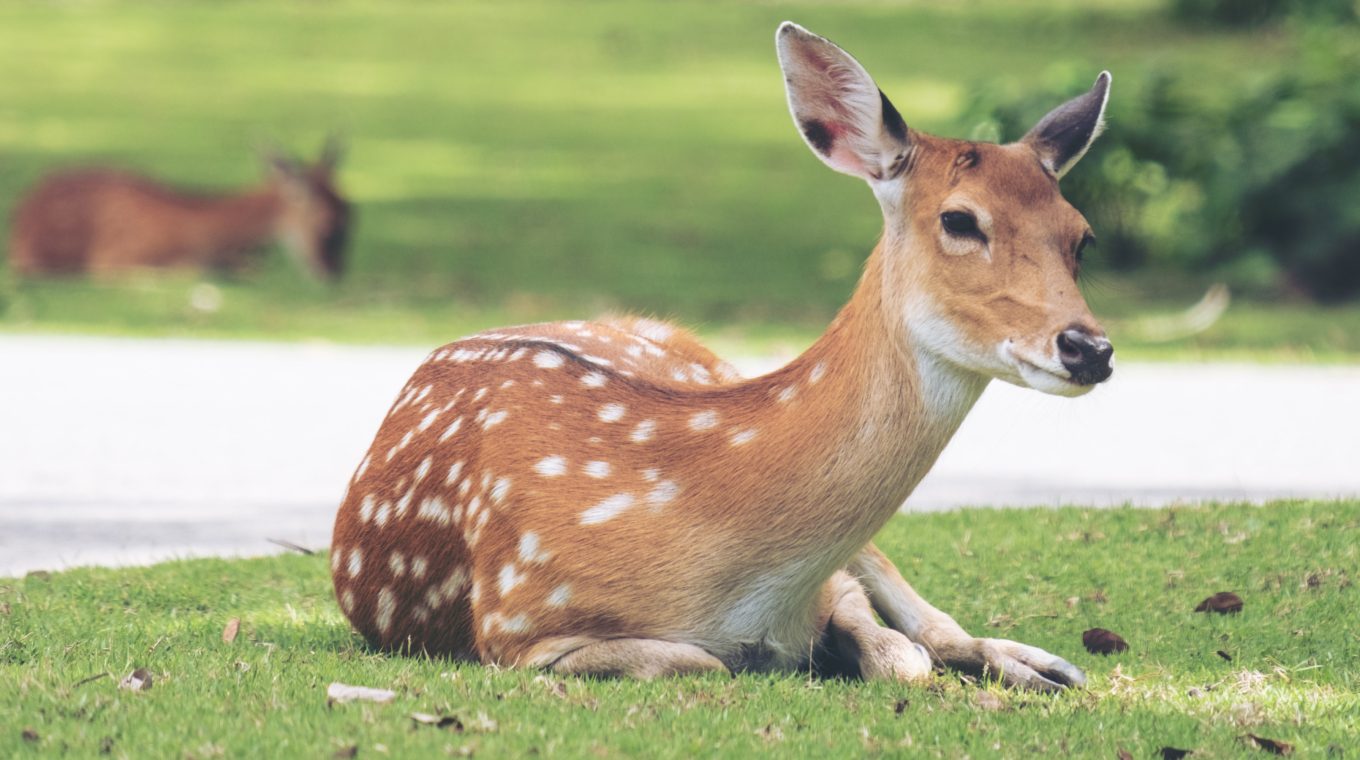 Be Kind To Animals Week 2018 Protecting Wildlife North Orange