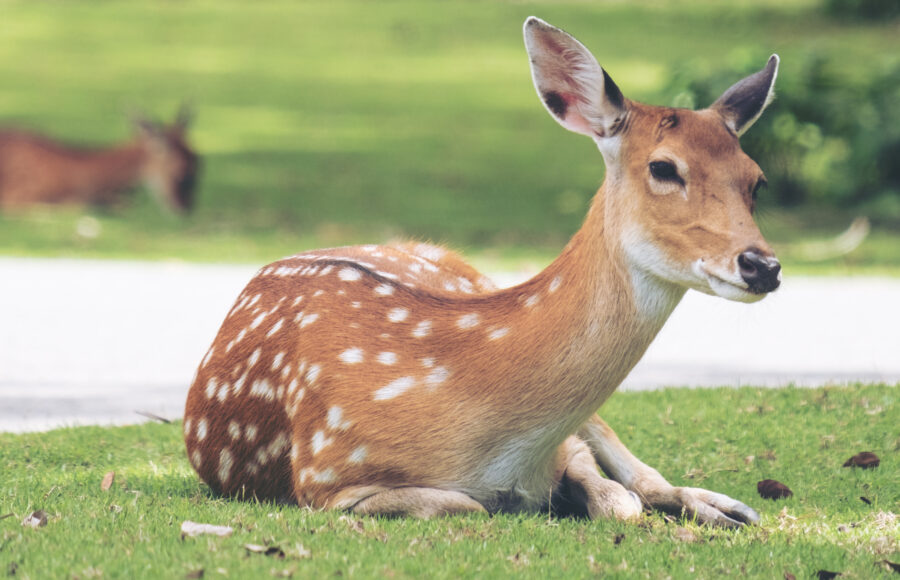 Close Up Image Of Deer Sitting On Grass Yard In A Park