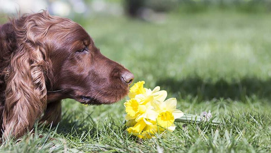Dog Allergic To Flowers