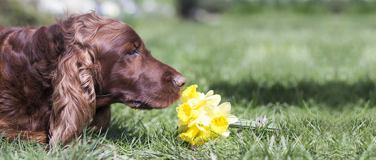 Dog Allergic to flowers