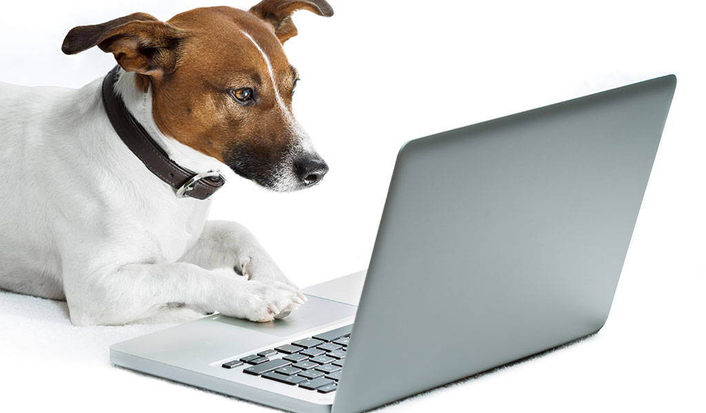 Dog Working on Laptop