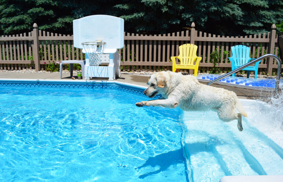 Labrador Retriever Leaping Into Pool