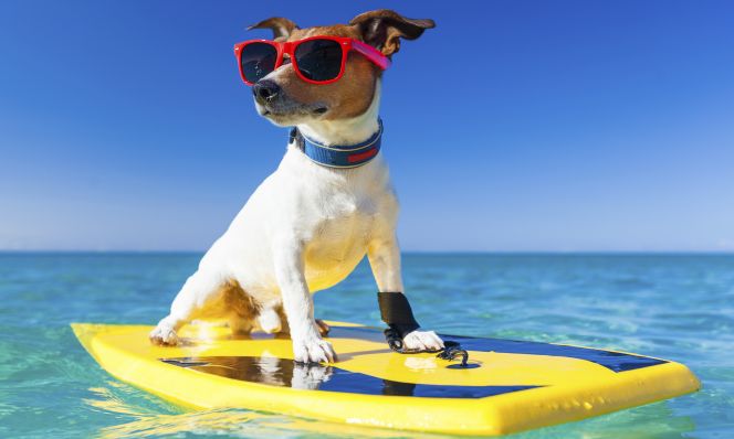 Protecting Your Pet From Summer Heat
