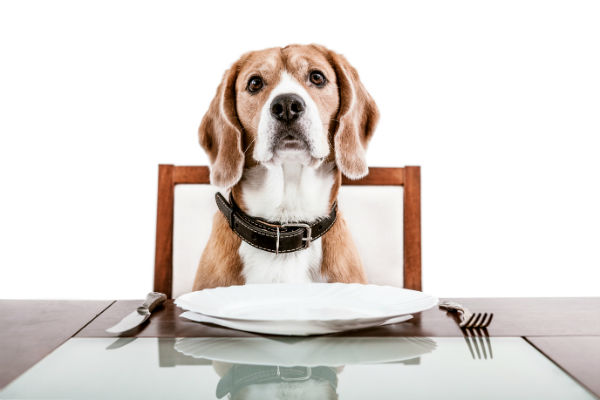 What Foods To Share And What To Keep Away From Your Dog