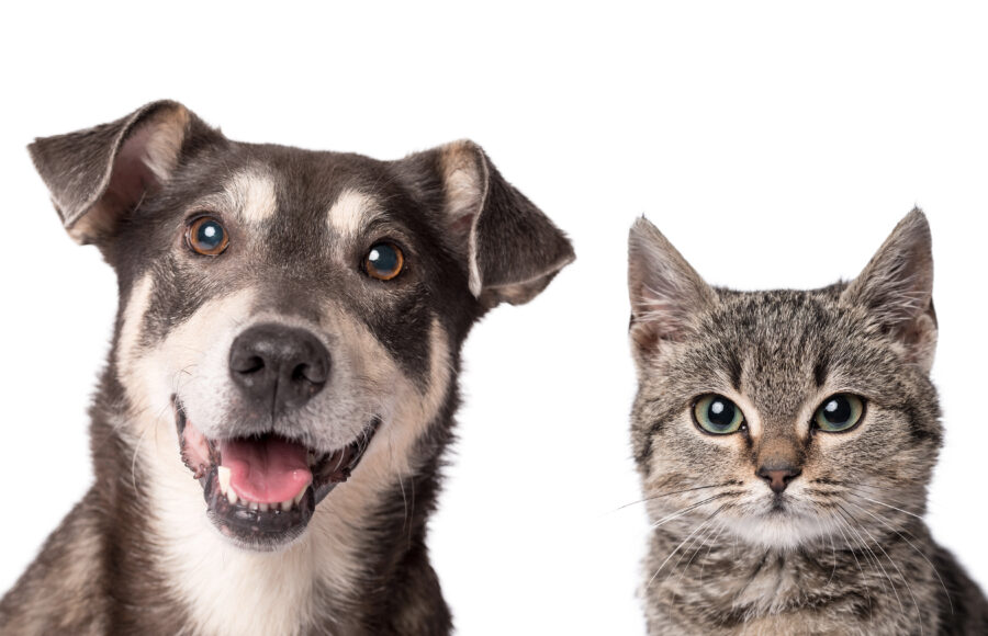 5 Reasons To Vaccinate Your Pet