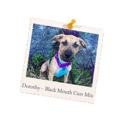 Dorothy - Black Mouth Curr Mix