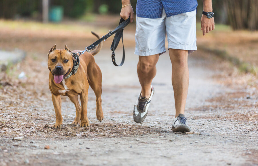 Man Walking With His Dog At Park. Close Up View On Dog And On The Legs Of The Man Holding It On Leash.