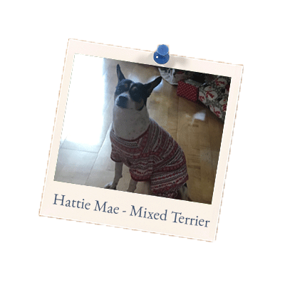 Hattie Mae, Mixed Terrier