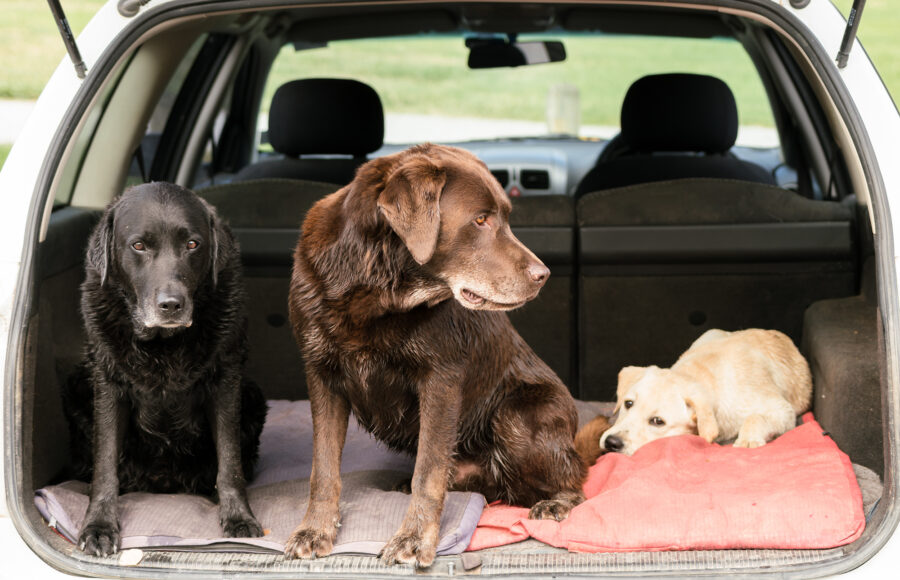 Three Labrador Retriever Dogs Sit In The Back Of A Car While They All Look In Different Directions.