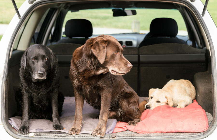 National Pet Travel Safety Day