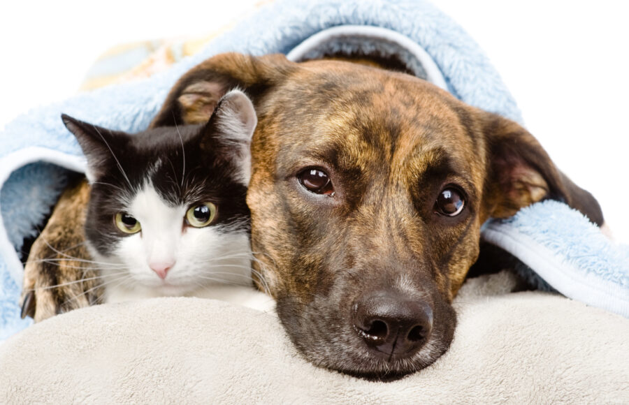 Sad Dog And Cat Lying On A Pillow Under A Blanket. Isolated