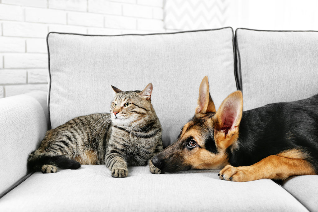 Cute cat and funny dog on couch North Orange Animal Hospital