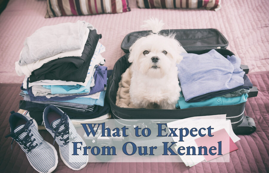 What To Expect From Our Kennel