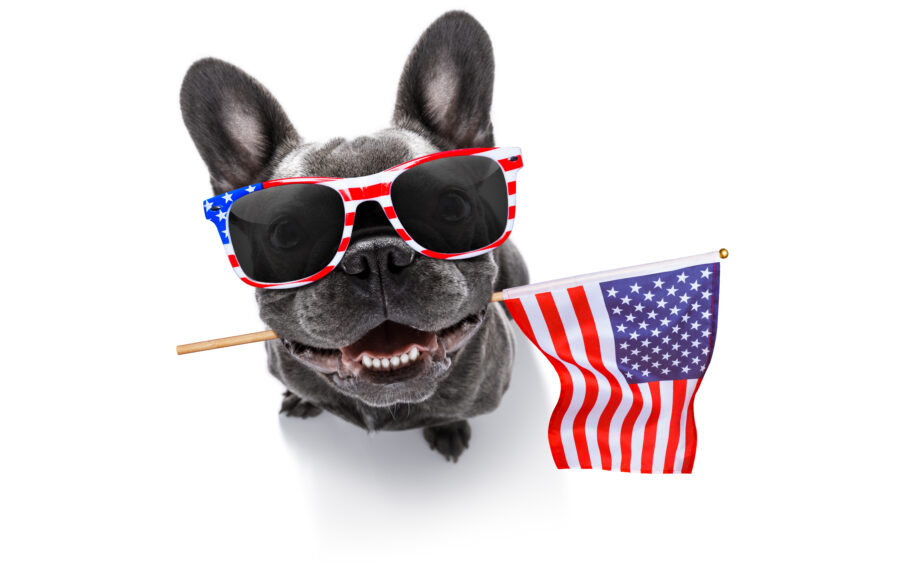 French Bulldog Waving A Flag Of Usa And Victory Or Peace Fingers On Independence Day 4th Of July With Sunglasses