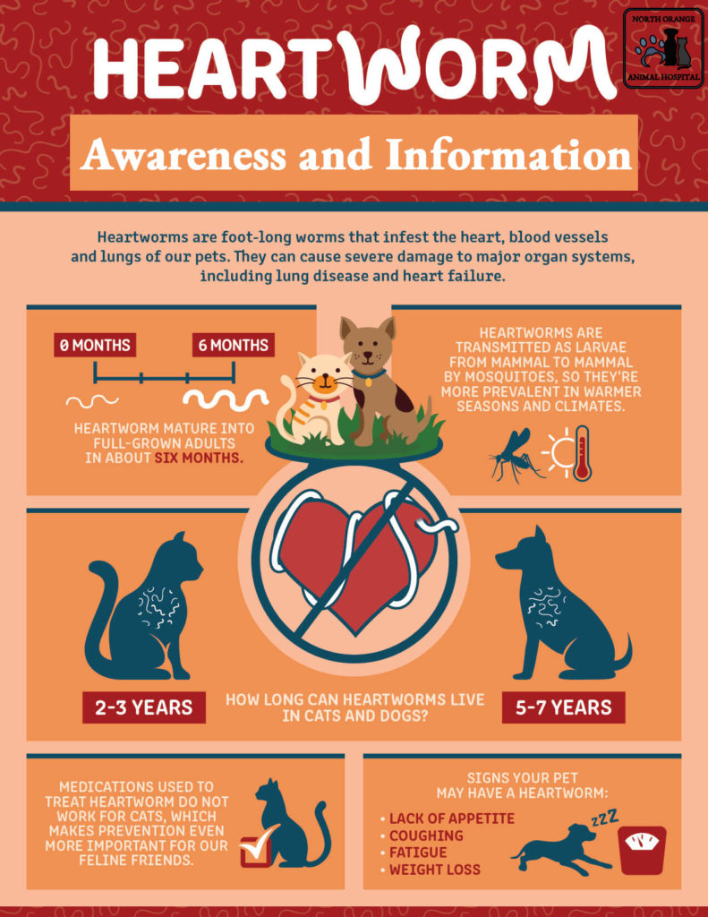 Heartworm Fast Facts North Orange Animal Hospital