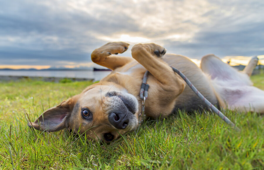 German Shepherd Mixed Breed Dog Enjoying Summer Days