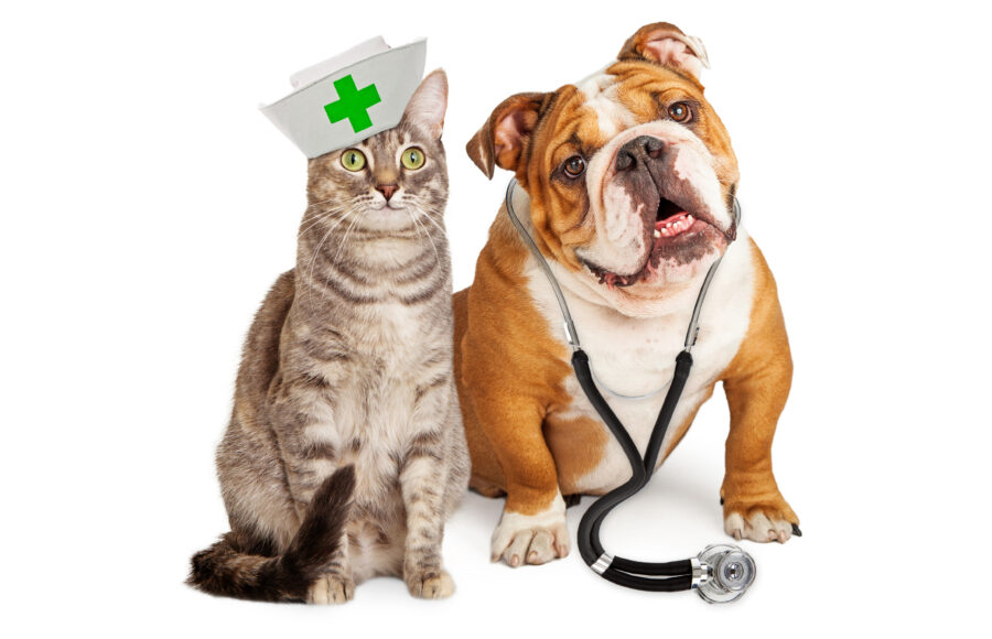 Dog Veterinarian And Cat Nurse Sitting Together Over White