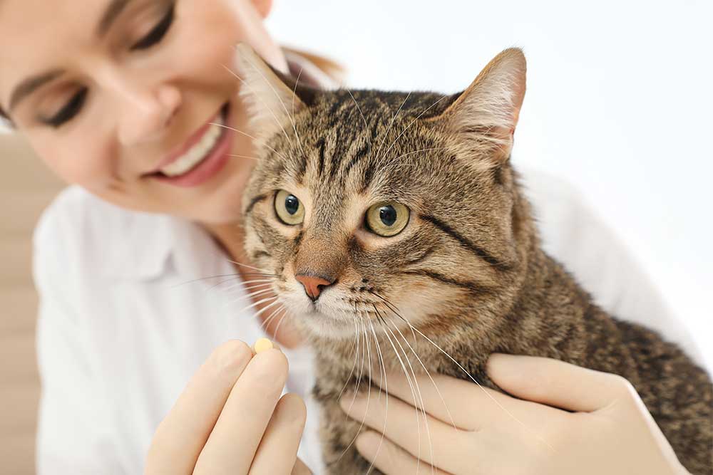 Pet Pain Management in Apopka