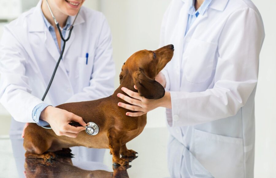 Why Lab Work Matters For Your Pet
