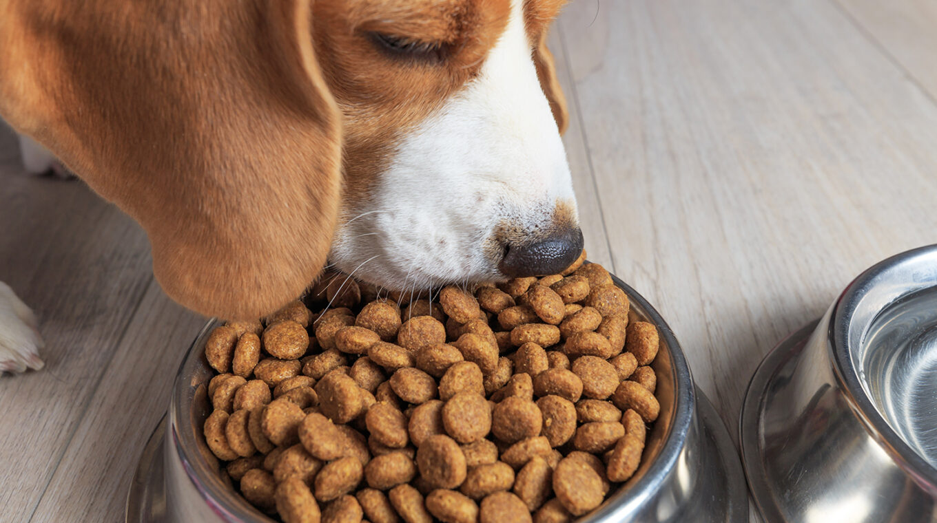 canine heart disease grain free