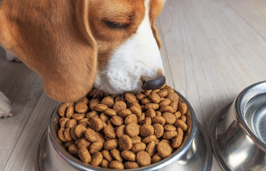 Beagle Dog Eating Tasty Food From Bowl. Theme Of Dog's Feed.