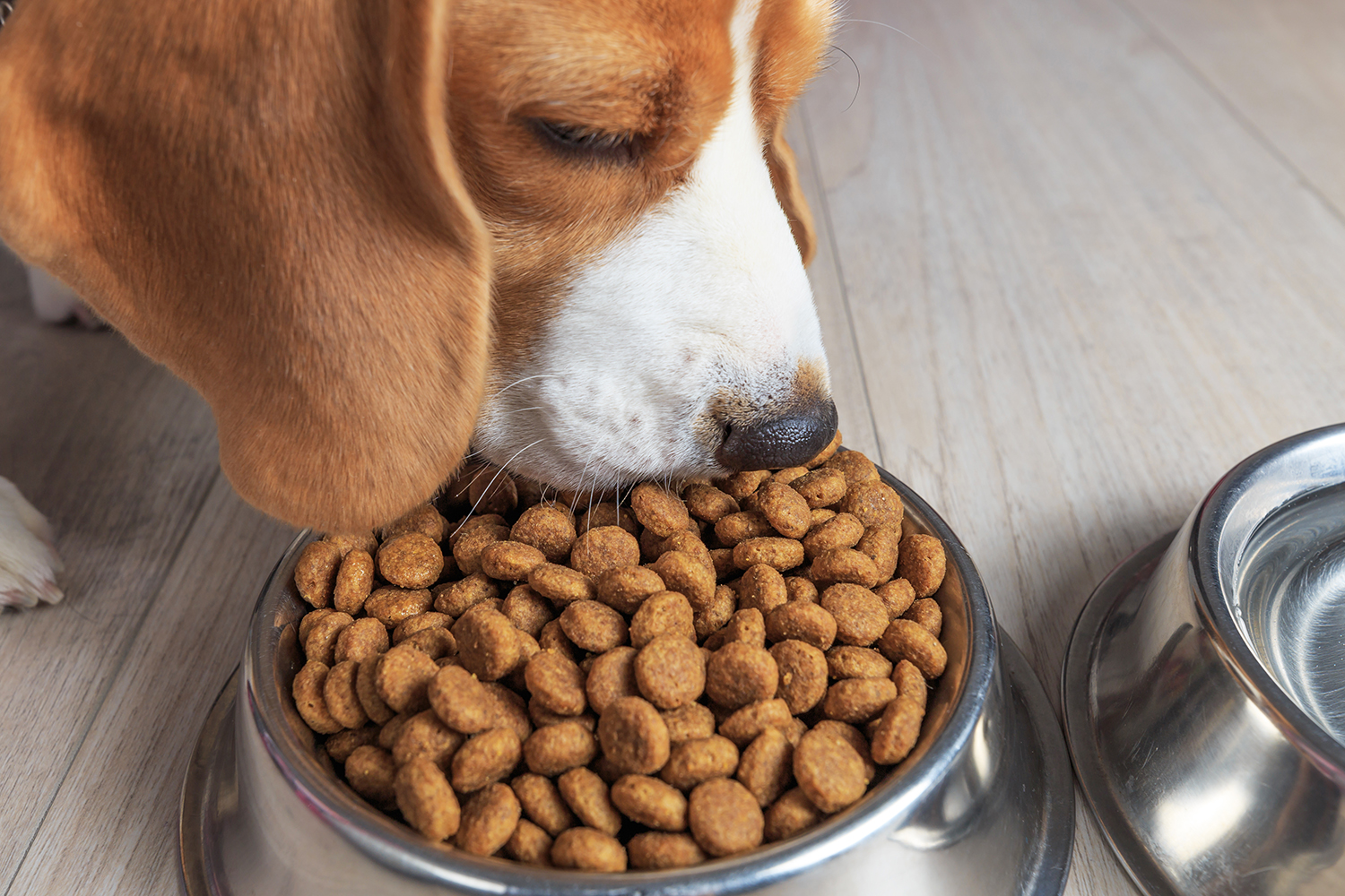 Grain free diet for shop dogs causing heart problems