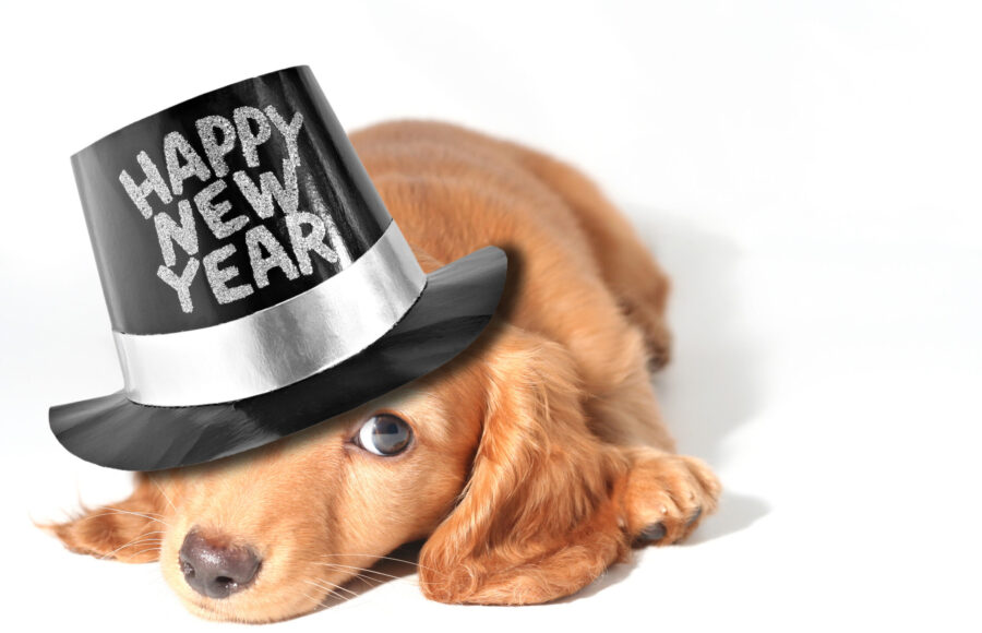 10 Tips To Keep Your Pet Calm On New Year’s Eve