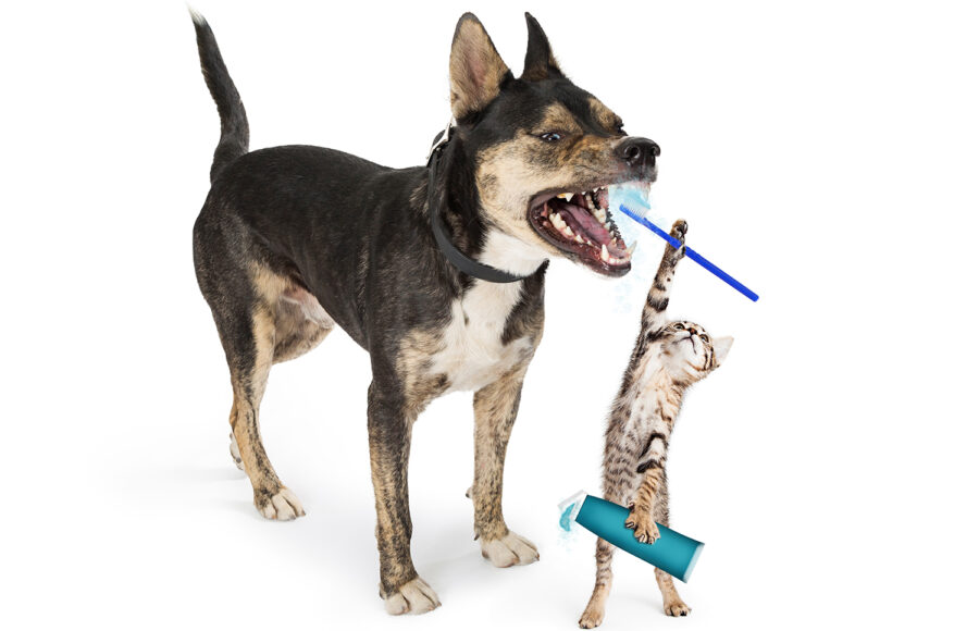 Funny Little Kitten Reaching Up With Toothbrush And Toothpaste To Brush Dog's Teeth