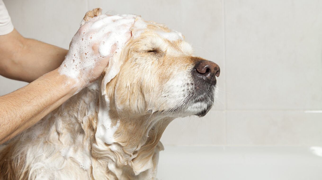 showering with your dog