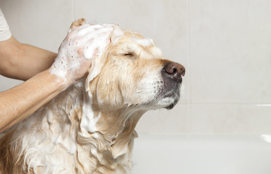 Can you wash hotsell dogs with regular shampoo