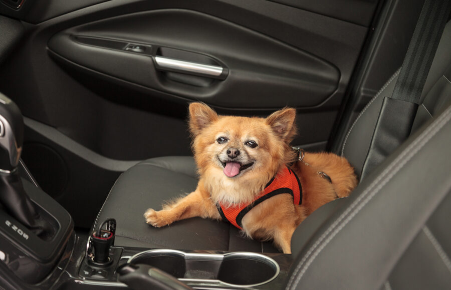 Pomeranian And Chihuahua Mix Dog Goes For A Ride In The Car. He