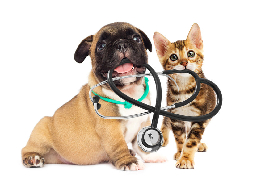 Pet Emergency Care