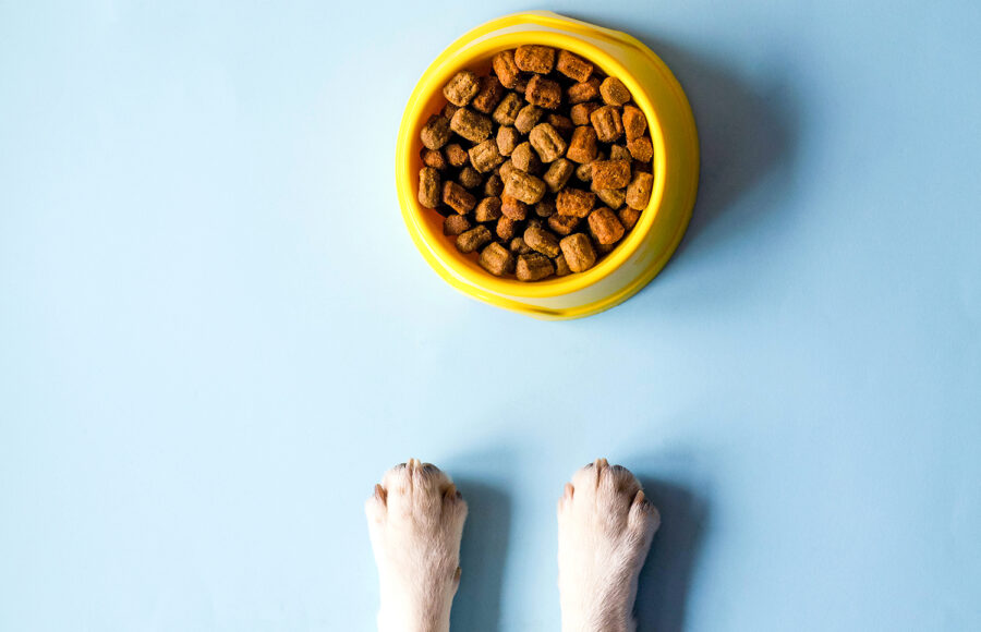 One Yellow Bowl With Pet Food. Nearby Looks Muzzle And Paws Of A Beagle Breed Dog.