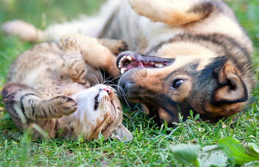 Dog And Cat Playing Together Outdoor.Lying On The Back Together.