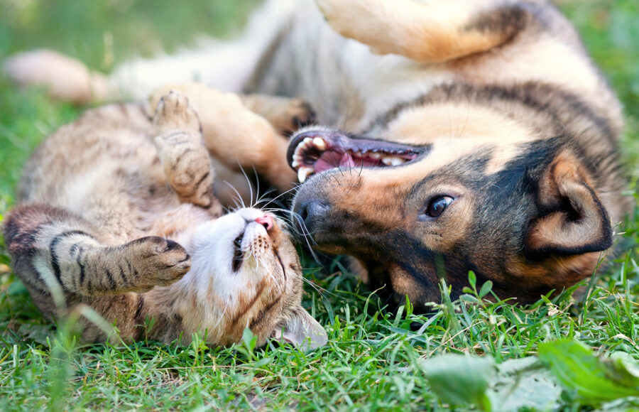 dogs playing together