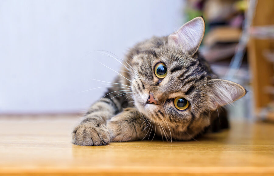 Beautiful Grey Furry Cute Cat Funny Lying And Looking Into The Camera Lens