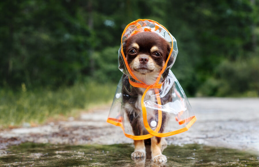 Funny Chihuahua Dog Posing In A Rain Coat, Rainy Day