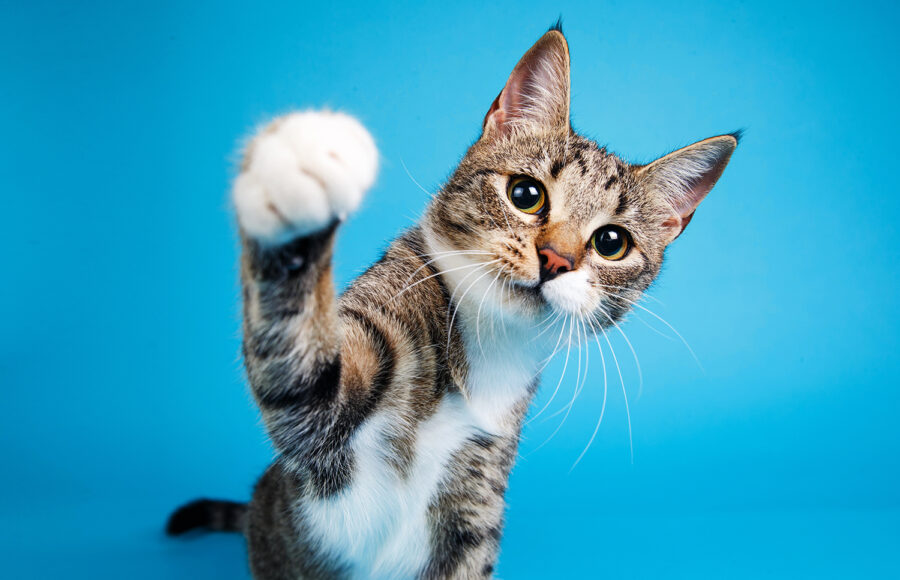 Portrait Of A Cute Gray And White Striped Kitten Sitting On Blue Background And Playing. The Cat Is Looking At Camera.