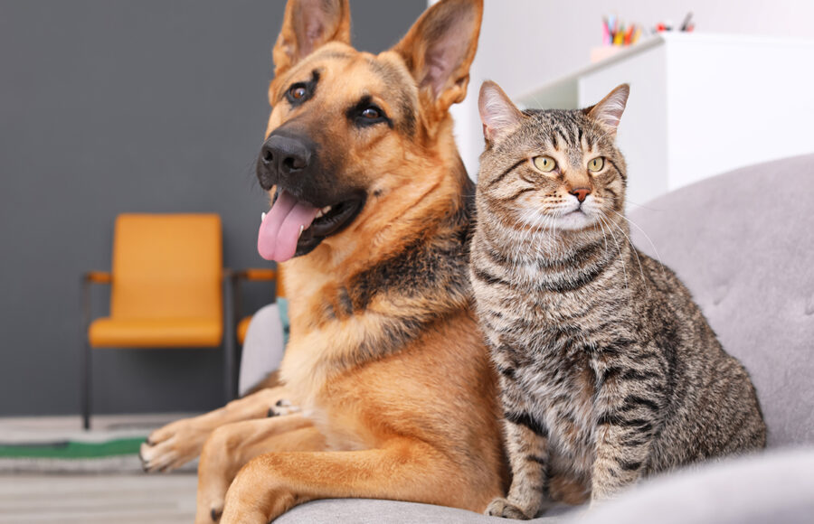 Adorable Cat And Dog Resting Together On Sofa Indoors. Animal Friendship