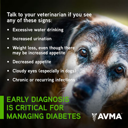 Pet Diabetes Signs Web450x450