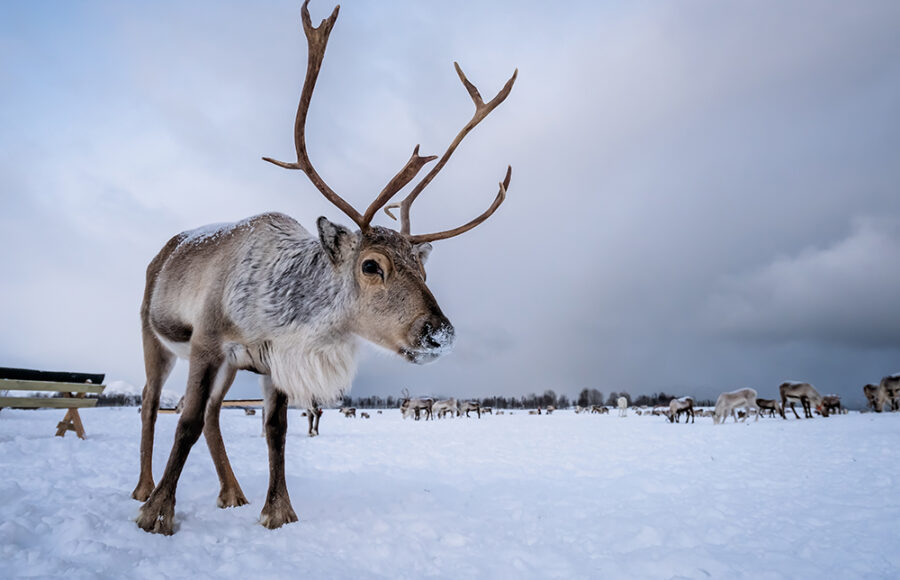 Portrait Of A Reindeer With Massive Antlers Pulling Sleigh In Snow, Tromso Region, Northern Norway