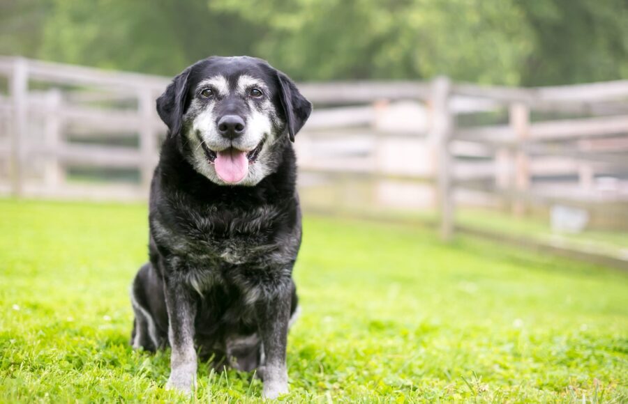 Caring For Senior Pets