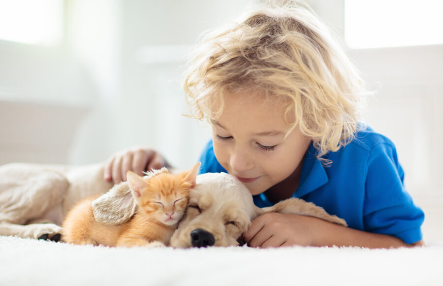 Child Playing With Baby Dog And Cat. Kids Play With Puppy And Kitten. Little Boy And American Cocker Spaniel On Bed At Home. Children And Pets At Home. Kid Taking Nap With Pet. Animal Care.