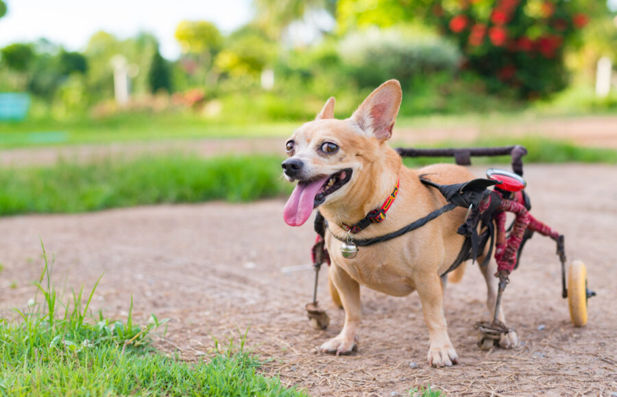 Happy Cute Little Dog In Wheelchair Or Cart Walking In Grass Field.