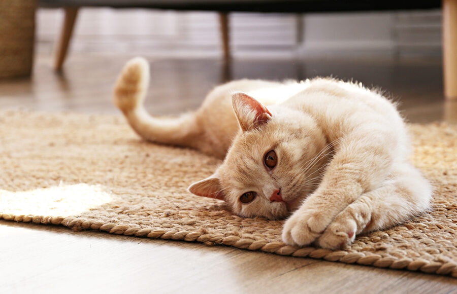 Cute Red Scottish Fold Cat With Orange Eyes Lying On Grey Textile Sofa At Home. Soft Fluffy Purebred Short Hair Straight-eared Kitty. Background, Copy Space, Close Up.