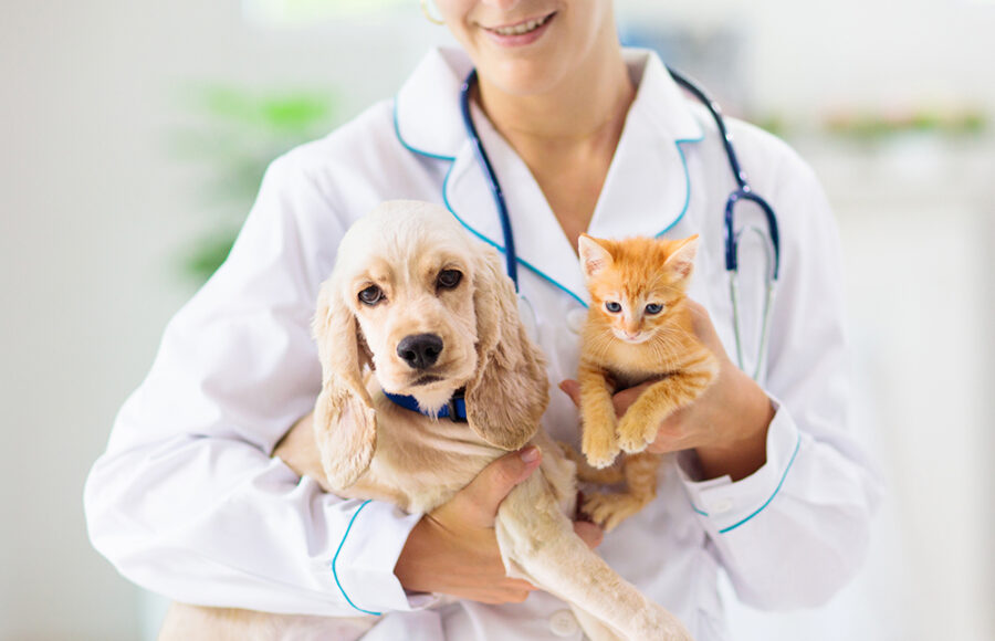 Vet Examining Dog And Cat. Puppy And Kitten At Veterinarian Doctor. Animal Clinic. Pet Check Up And Vaccination. Health Care For Dogs And Cats.