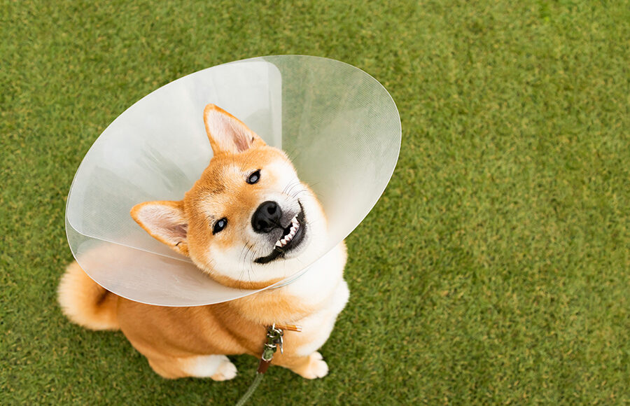 Cute Breed Shiba Inu Dog Wearing Protective With Cone Collar On Neck After Surgery. Closeup Pet Outdoor.